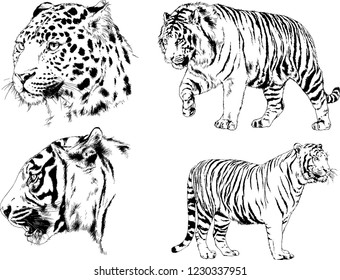 vector drawings sketches different predator , tigers lions cheetahs and leopards are drawn in ink by hand , objects with no background
