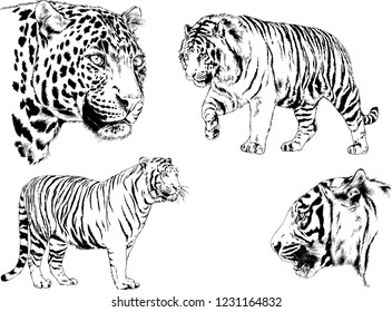vector drawings sketches different predator , tigers lions cheetahs and leopards are drawn in ink by hand , objects with no background