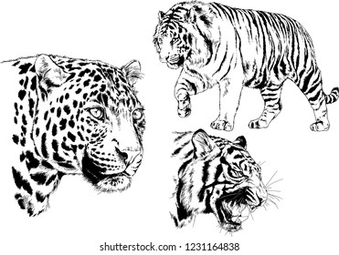 vector drawings sketches different predator , tigers lions cheetahs and leopards are drawn in ink by hand , objects with no background