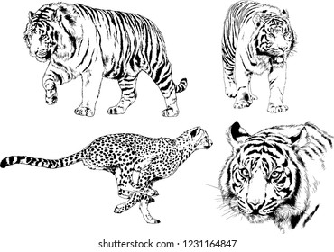 vector drawings sketches different predator , tigers lions cheetahs and leopards are drawn in ink by hand , objects with no background