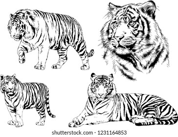 vector drawings sketches different predator , tigers lions cheetahs and leopards are drawn in ink by hand , objects with no background