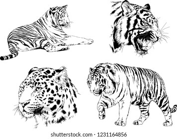 vector drawings sketches different predator , tigers lions cheetahs and leopards are drawn in ink by hand , objects with no background