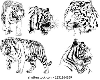 vector drawings sketches different predator , tigers lions cheetahs and leopards are drawn in ink by hand , objects with no background