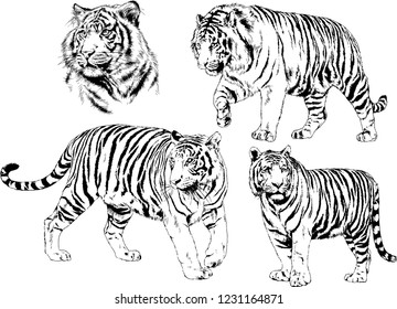 vector drawings sketches different predator , tigers lions cheetahs and leopards are drawn in ink by hand , objects with no background