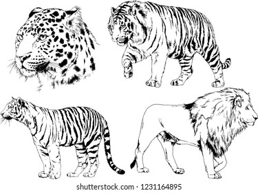 vector drawings sketches different predator , tigers lions cheetahs and leopards are drawn in ink by hand , objects with no background