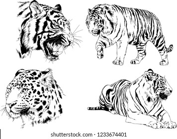 vector drawings sketches different predator , tigers lions cheetahs and leopards are drawn in ink by hand , objects with no background