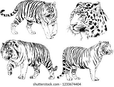 vector drawings sketches different predator , tigers lions cheetahs and leopards are drawn in ink by hand , objects with no background