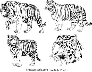 vector drawings sketches different predator , tigers lions cheetahs and leopards are drawn in ink by hand , objects with no background