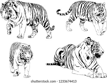 vector drawings sketches different predator , tigers lions cheetahs and leopards are drawn in ink by hand , objects with no background