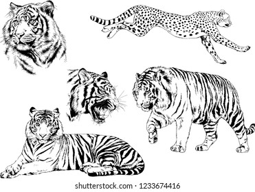 vector drawings sketches different predator , tigers lions cheetahs and leopards are drawn in ink by hand , objects with no background