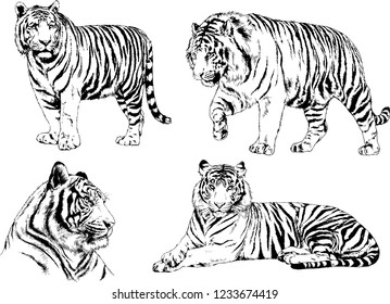 vector drawings sketches different predator , tigers lions cheetahs and leopards are drawn in ink by hand , objects with no background