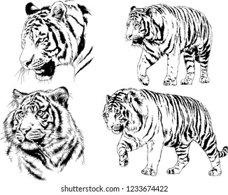 vector drawings sketches different predator , tigers lions cheetahs and leopards are drawn in ink by hand , objects with no background