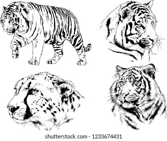 vector drawings sketches different predator , tigers lions cheetahs and leopards are drawn in ink by hand , objects with no background