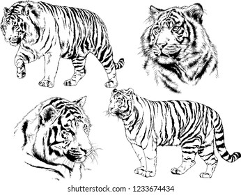 vector drawings sketches different predator , tigers lions cheetahs and leopards are drawn in ink by hand , objects with no background