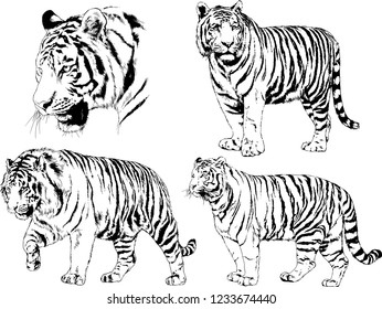 vector drawings sketches different predator , tigers lions cheetahs and leopards are drawn in ink by hand , objects with no background