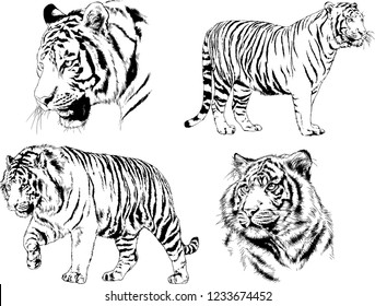 vector drawings sketches different predator , tigers lions cheetahs and leopards are drawn in ink by hand , objects with no background