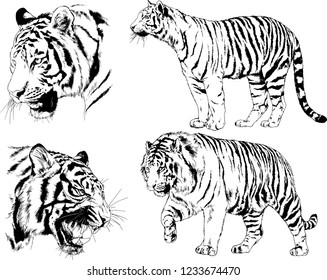 vector drawings sketches different predator , tigers lions cheetahs and leopards are drawn in ink by hand , objects with no background