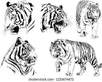 vector drawings sketches different predator , tigers lions cheetahs and leopards are drawn in ink by hand , objects with no background