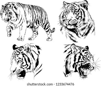 vector drawings sketches different predator , tigers lions cheetahs and leopards are drawn in ink by hand , objects with no background