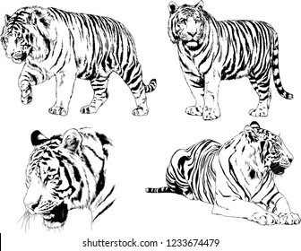 vector drawings sketches different predator , tigers lions cheetahs and leopards are drawn in ink by hand , objects with no background