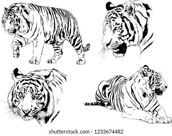 vector drawings sketches different predator , tigers lions cheetahs and leopards are drawn in ink by hand , objects with no background
