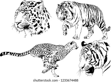 vector drawings sketches different predator , tigers lions cheetahs and leopards are drawn in ink by hand , objects with no background