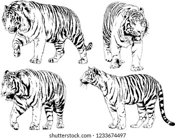 vector drawings sketches different predator , tigers lions cheetahs and leopards are drawn in ink by hand , objects with no background