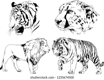vector drawings sketches different predator , tigers lions cheetahs and leopards are drawn in ink by hand , objects with no background