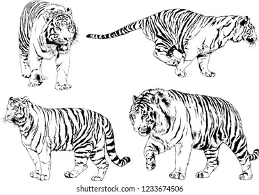 vector drawings sketches different predator , tigers lions cheetahs and leopards are drawn in ink by hand , objects with no background