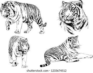 vector drawings sketches different predator , tigers lions cheetahs and leopards are drawn in ink by hand , objects with no background