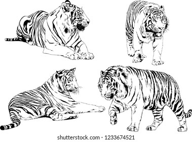 vector drawings sketches different predator , tigers lions cheetahs and leopards are drawn in ink by hand , objects with no background