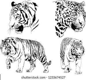 vector drawings sketches different predator , tigers lions cheetahs and leopards are drawn in ink by hand , objects with no background