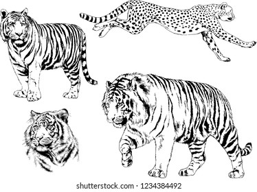 vector drawings sketches different predator , tigers lions cheetahs and leopards are drawn in ink by hand , objects with no background