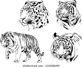 vector drawings sketches different predator , tigers lions cheetahs and leopards are drawn in ink by hand , objects with no background