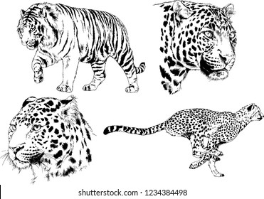 vector drawings sketches different predator , tigers lions cheetahs and leopards are drawn in ink by hand , objects with no background