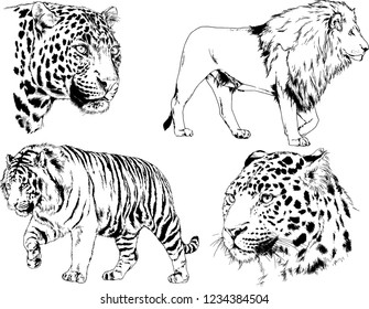 vector drawings sketches different predator , tigers lions cheetahs and leopards are drawn in ink by hand , objects with no background