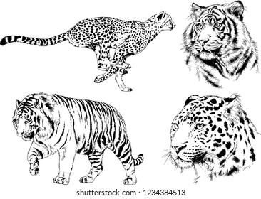 vector drawings sketches different predator , tigers lions cheetahs and leopards are drawn in ink by hand , objects with no background