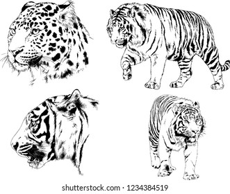 vector drawings sketches different predator , tigers lions cheetahs and leopards are drawn in ink by hand , objects with no background