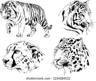 vector drawings sketches different predator , tigers lions cheetahs and leopards are drawn in ink by hand , objects with no background