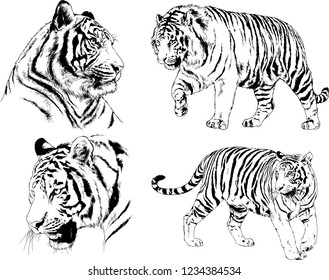 vector drawings sketches different predator , tigers lions cheetahs and leopards are drawn in ink by hand , objects with no background