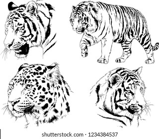 vector drawings sketches different predator , tigers lions cheetahs and leopards are drawn in ink by hand , objects with no background
