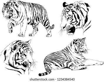 vector drawings sketches different predator , tigers lions cheetahs and leopards are drawn in ink by hand , objects with no background