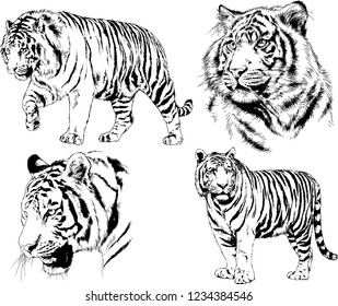 vector drawings sketches different predator , tigers lions cheetahs and leopards are drawn in ink by hand , objects with no background