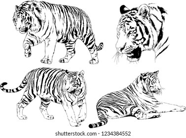 vector drawings sketches different predator , tigers lions cheetahs and leopards are drawn in ink by hand , objects with no background