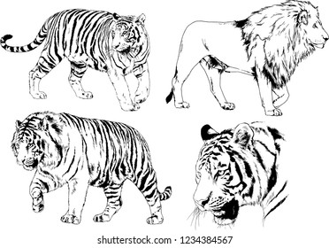 vector drawings sketches different predator , tigers lions cheetahs and leopards are drawn in ink by hand , objects with no background