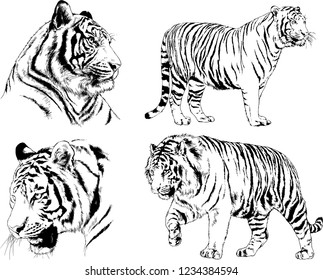 vector drawings sketches different predator , tigers lions cheetahs and leopards are drawn in ink by hand , objects with no background