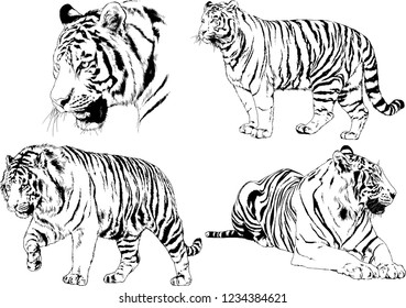 vector drawings sketches different predator , tigers lions cheetahs and leopards are drawn in ink by hand , objects with no background