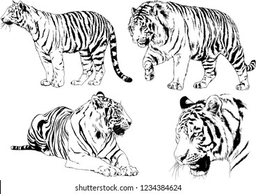 vector drawings sketches different predator , tigers lions cheetahs and leopards are drawn in ink by hand , objects with no background