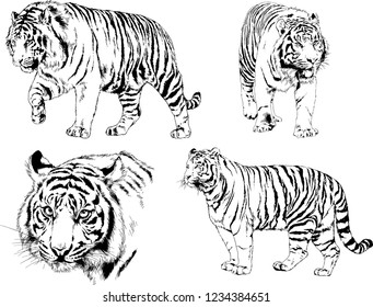 vector drawings sketches different predator , tigers lions cheetahs and leopards are drawn in ink by hand , objects with no background