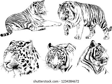 vector drawings sketches different predator , tigers lions cheetahs and leopards are drawn in ink by hand , objects with no background
